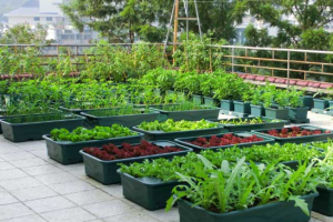 露天阳台花园装修：健康蔬菜家里出
