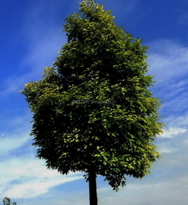 与众不同的香樟树