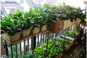 怎么在家种植蔬菜？家庭阳台菜园来帮您