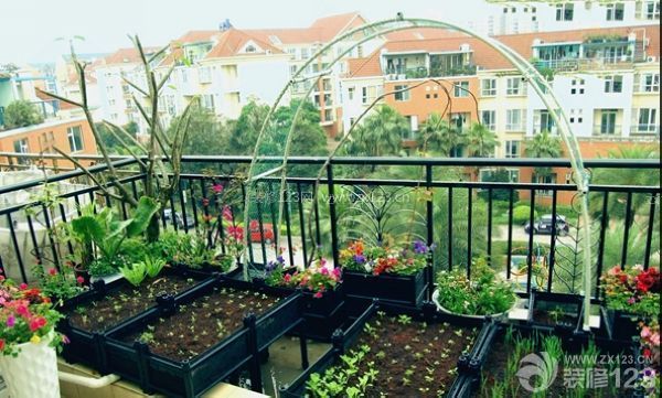 阳台菜园逐步融入都市生活
