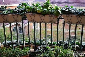阳台小菜园自制技巧 绿意悠悠生活之美
