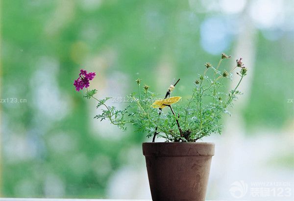 住刚装修的房子要注意什么：植物消除甲醛