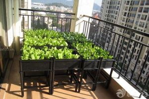 阳台上的小菜园如何装修