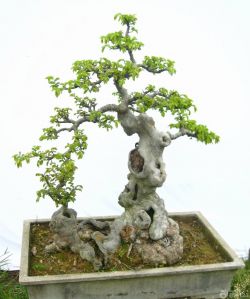 陶瓷花盆榕树盆景图片