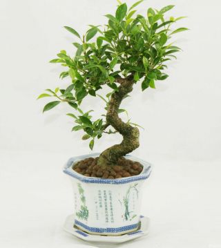 陶瓷花盆榕树盆景图片