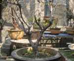 庭院装饰腊梅盆景图片