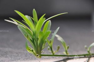 新房装修后放什么植物 哪些植物可以吸附有害物质？