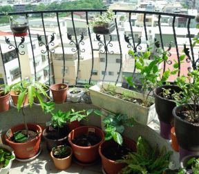锌钢阳台护栏 盆栽植物图片