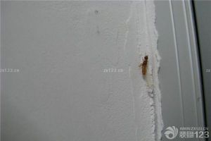 家里有蚂蚁怎么办?成都装修网为您支招