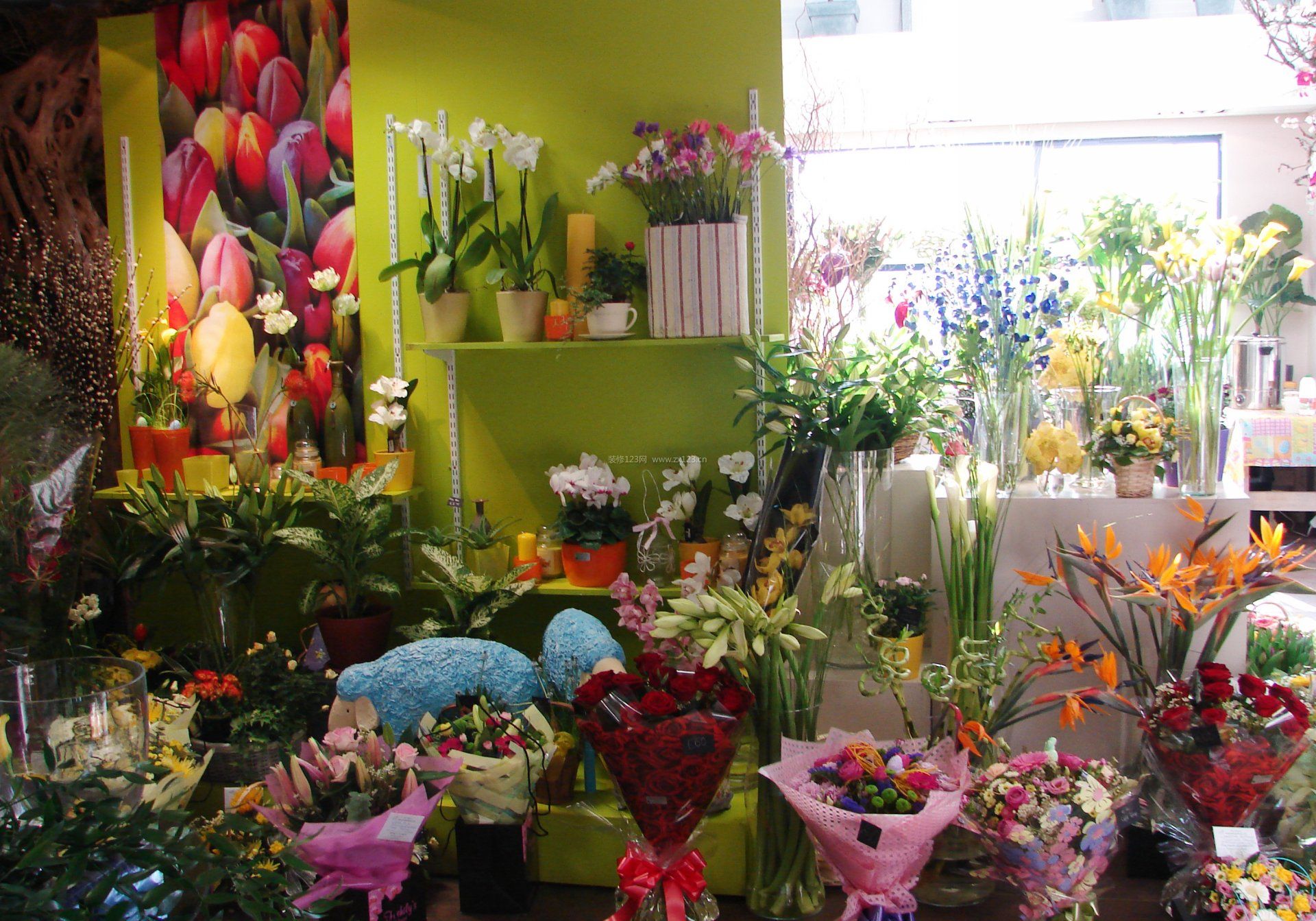 花店常用鲜花品种图片图片