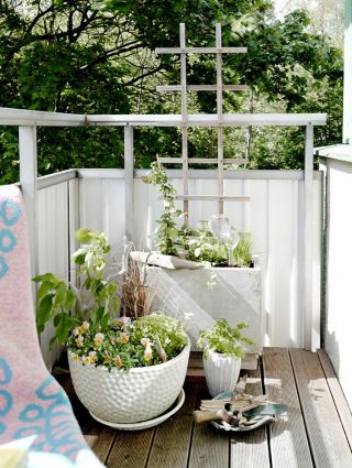 阳台盆栽植物装饰图片大全