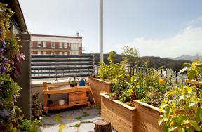 阳台花园盆栽植物图片