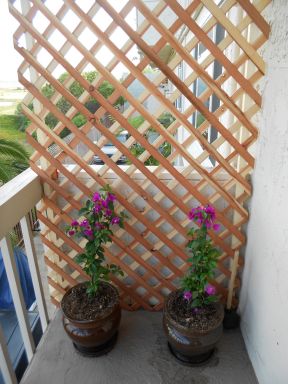 家庭小阳台花架图片