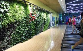 2023健身房绿色植物墙设计
