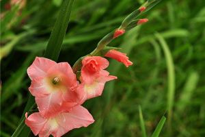 花语装饰