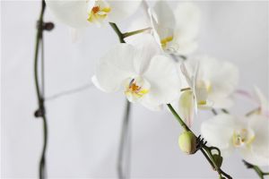 蝴蝶兰的养殖方法和注意事项 你了解吗？