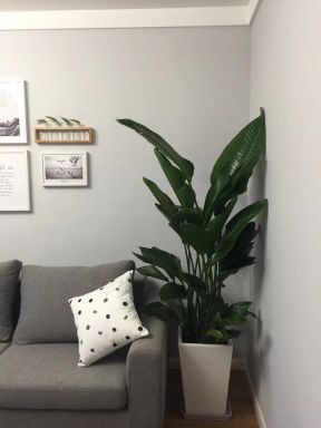 2023小户型现代客厅盆栽植物装修效果图片