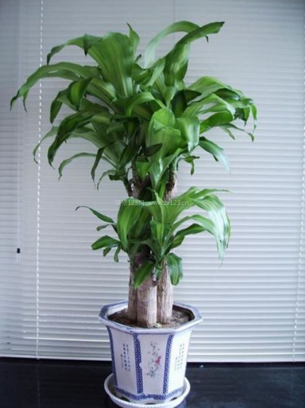 家中风水不好,太原装修网汇总8大带来财运的绿植