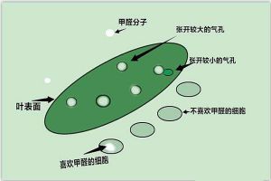 硅藻泥是否具备除甲醛功效成疑   着急入住怎么办