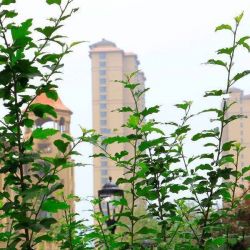 桦林彩雲城实景图