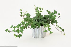 室内植物养护