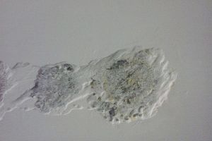 墙上发霉怎么清理干净 三招解决墙面霉菌问题