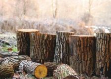专家解读：实木颗粒板、实木多层木为何要叫“实木”？