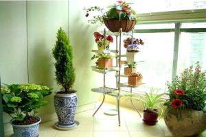 休闲型家庭阳台怎么摆放植物