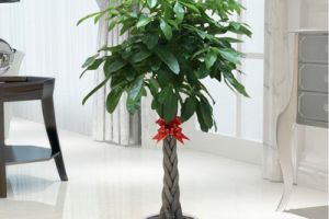 发财树放在家里哪个位置好 发财树摆放在客厅的注意事项