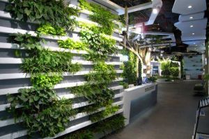 【上海优佳装饰】用植物创造更健康的办公环境