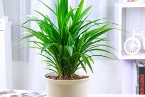 室内植物养护