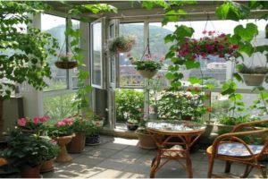 城市人家装饰分享阳台养好花，封闭阳台绿化这样做。