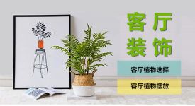 客厅软装|客厅摆放什么植物好?摆放绿植要注意什么?