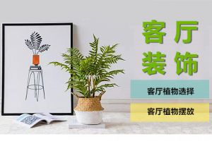 客厅软装|客厅摆放什么植物好?摆放绿植要注意什么?