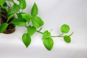 [西安星辉装饰]清除室内甲醛的植物有哪些?