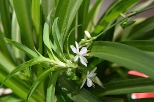 [上海统沪装饰]家居适宜养植的花卉有哪些？室内花卉介绍