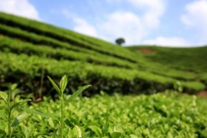 [广西艾家装饰]东方美学|隐于闹市中的茶室