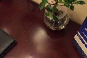 [上海路远装饰]书房书桌绿植如何选购？摆放注意事项