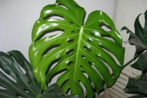 室内植物进化空气