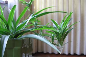 [三图装饰]除味植物有哪些 室内可以放哪些植物除味