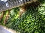 [深圳和空间装饰]室内植物墙施工原则 室内植物墙制作方法
