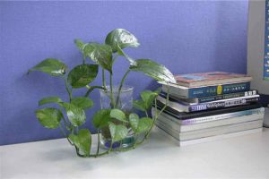 [南昌三星装饰]办公桌上放什么植物好 办公桌上物品怎么样摆放
