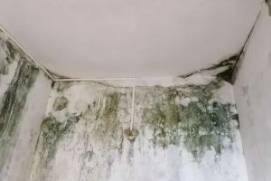 [河北紫苹果装饰]家里墙面渗水、发霉怎么办？有什么好办法解决吗？