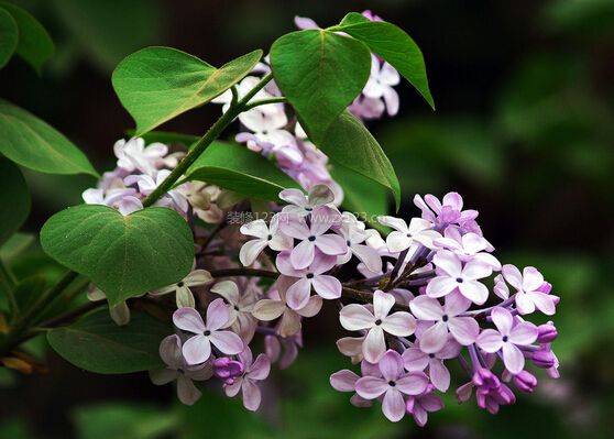 丁香花的花语与象征(丁香花的花语与象征是什么)